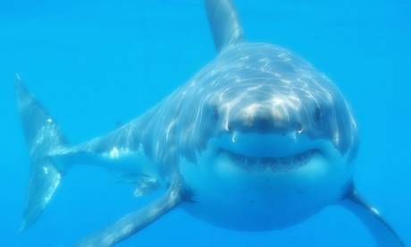 Shark  Photograph: Wikipedia